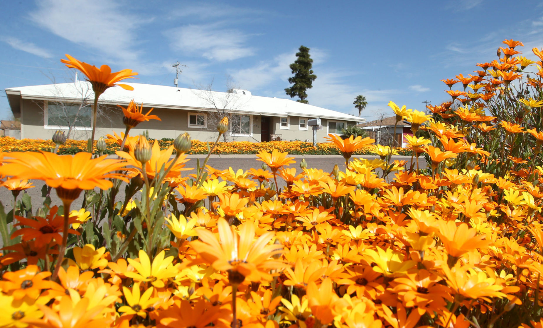 Wildflowers cover neighborhood
